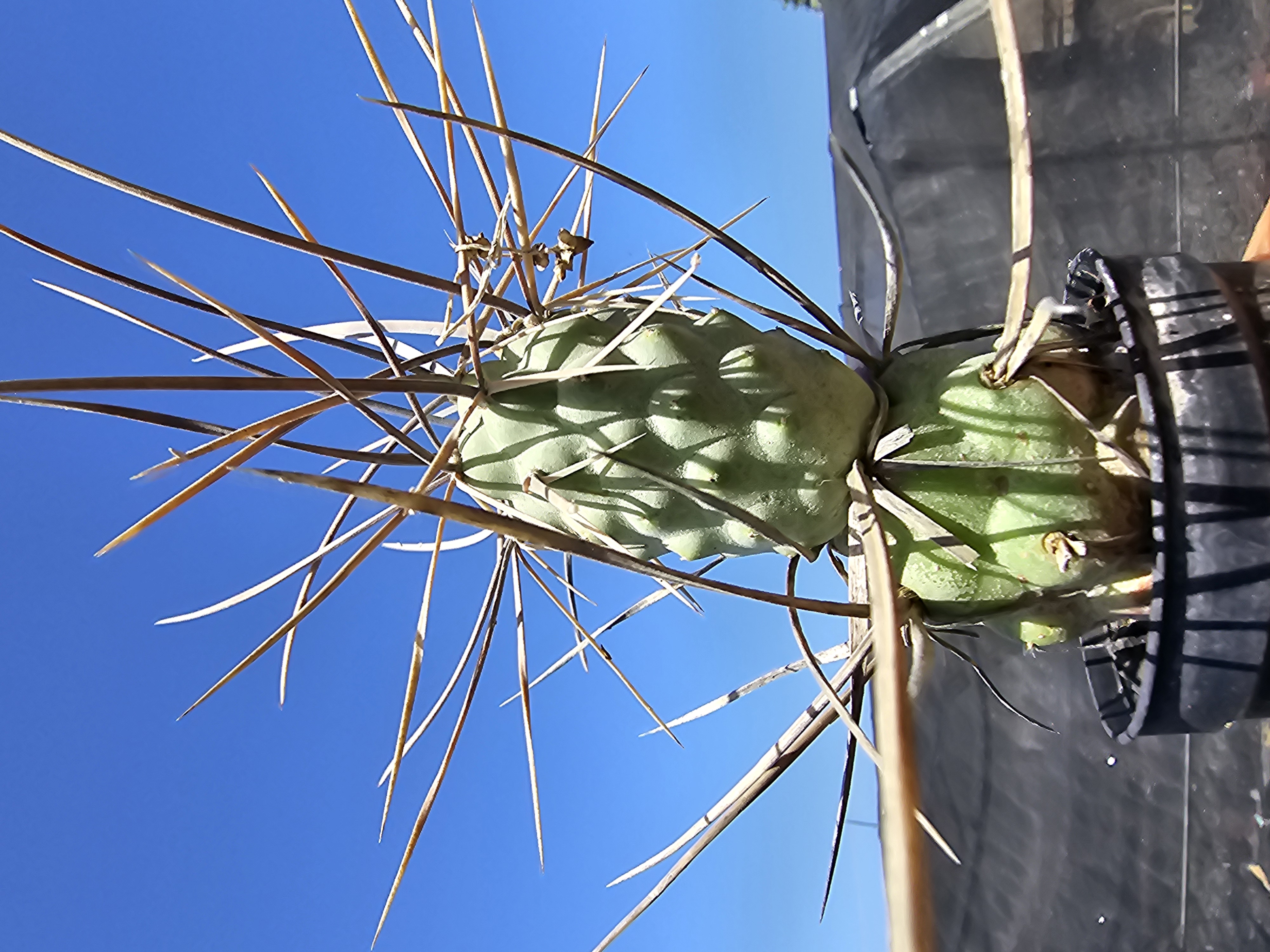 Tephrocactus <br>aoracanthus special clone 