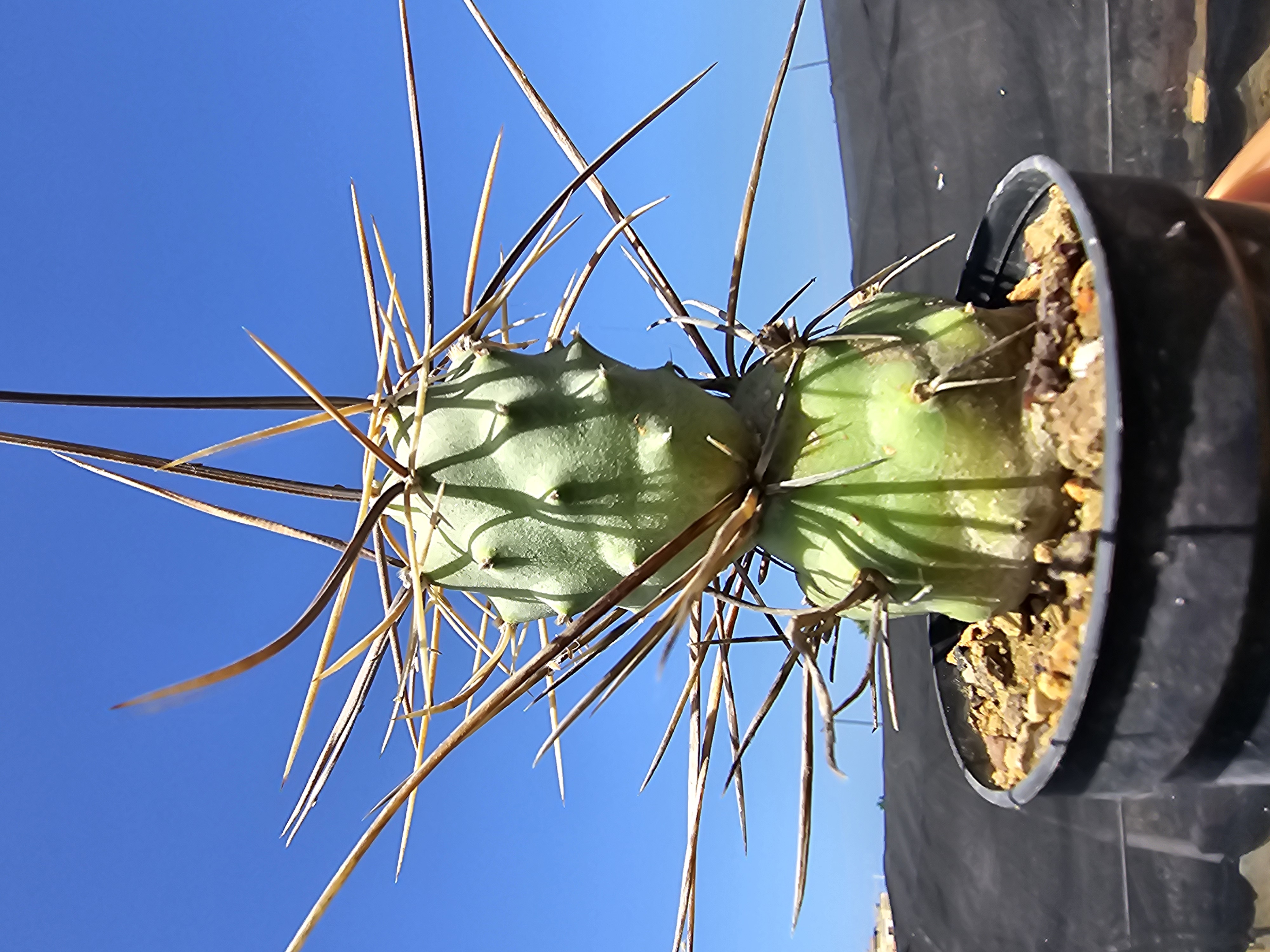 Tephrocactus aoracanthus special clone 