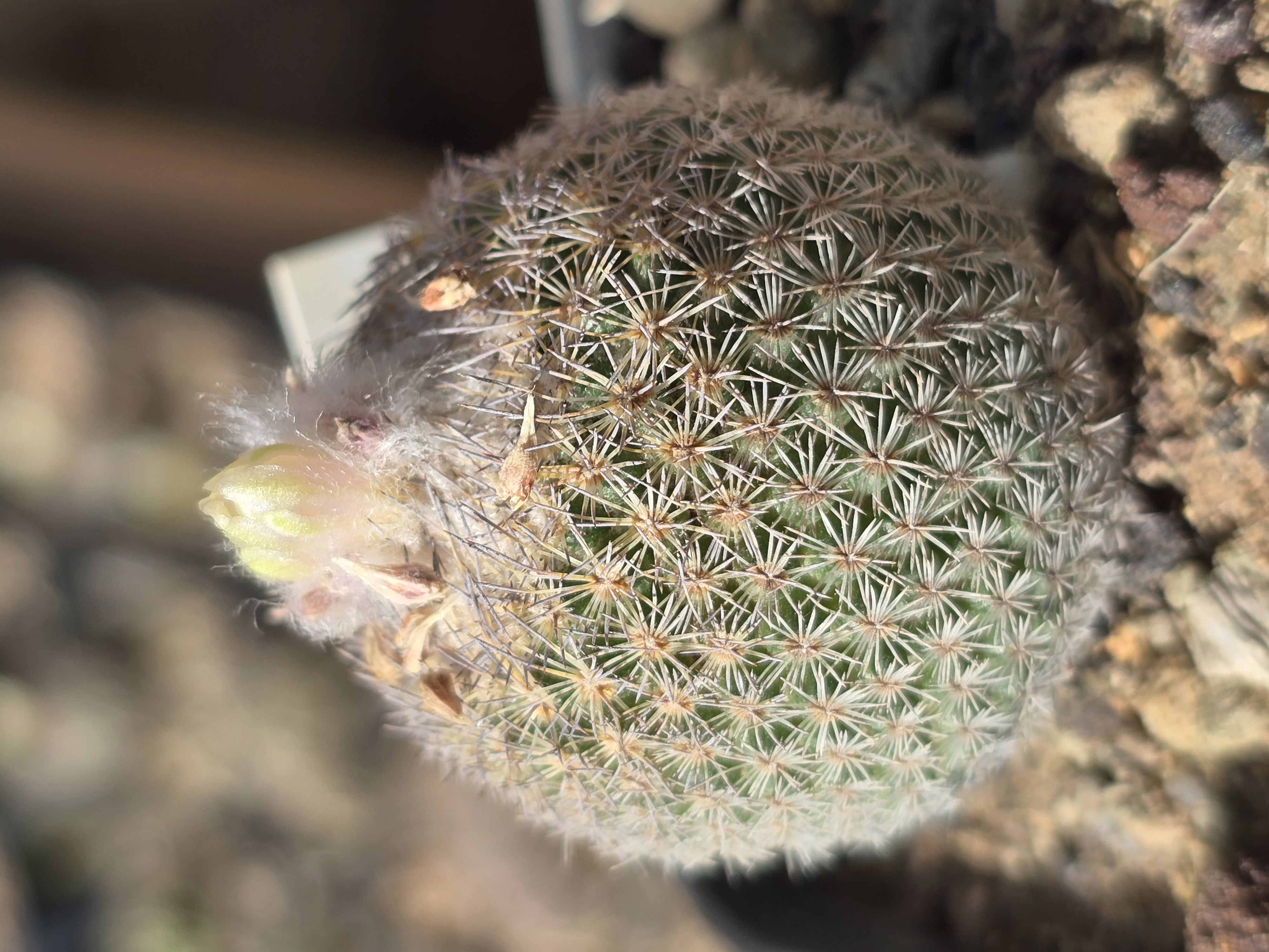 Epithelantha greggii