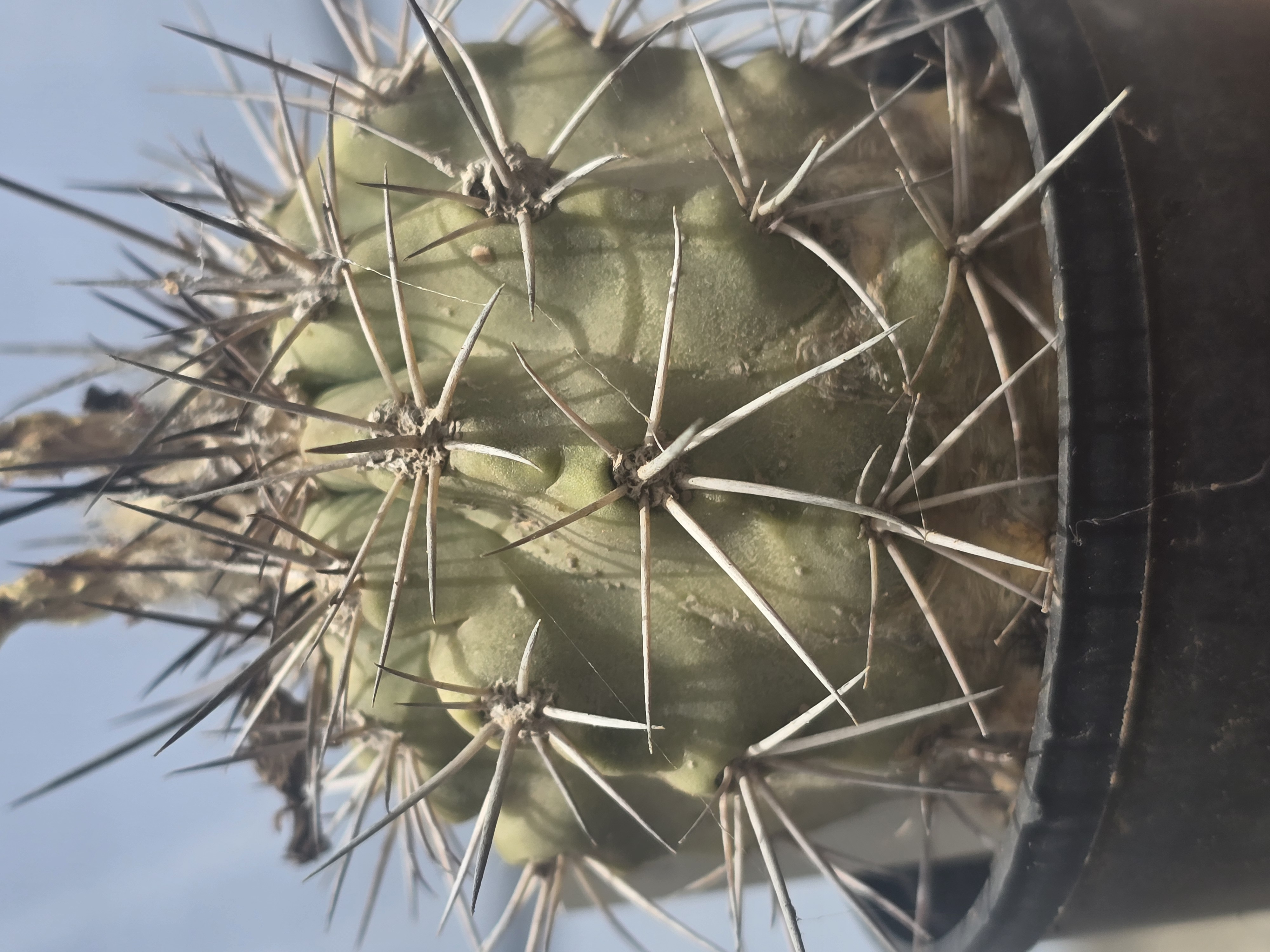 Copiapoa coquimbana alticostata