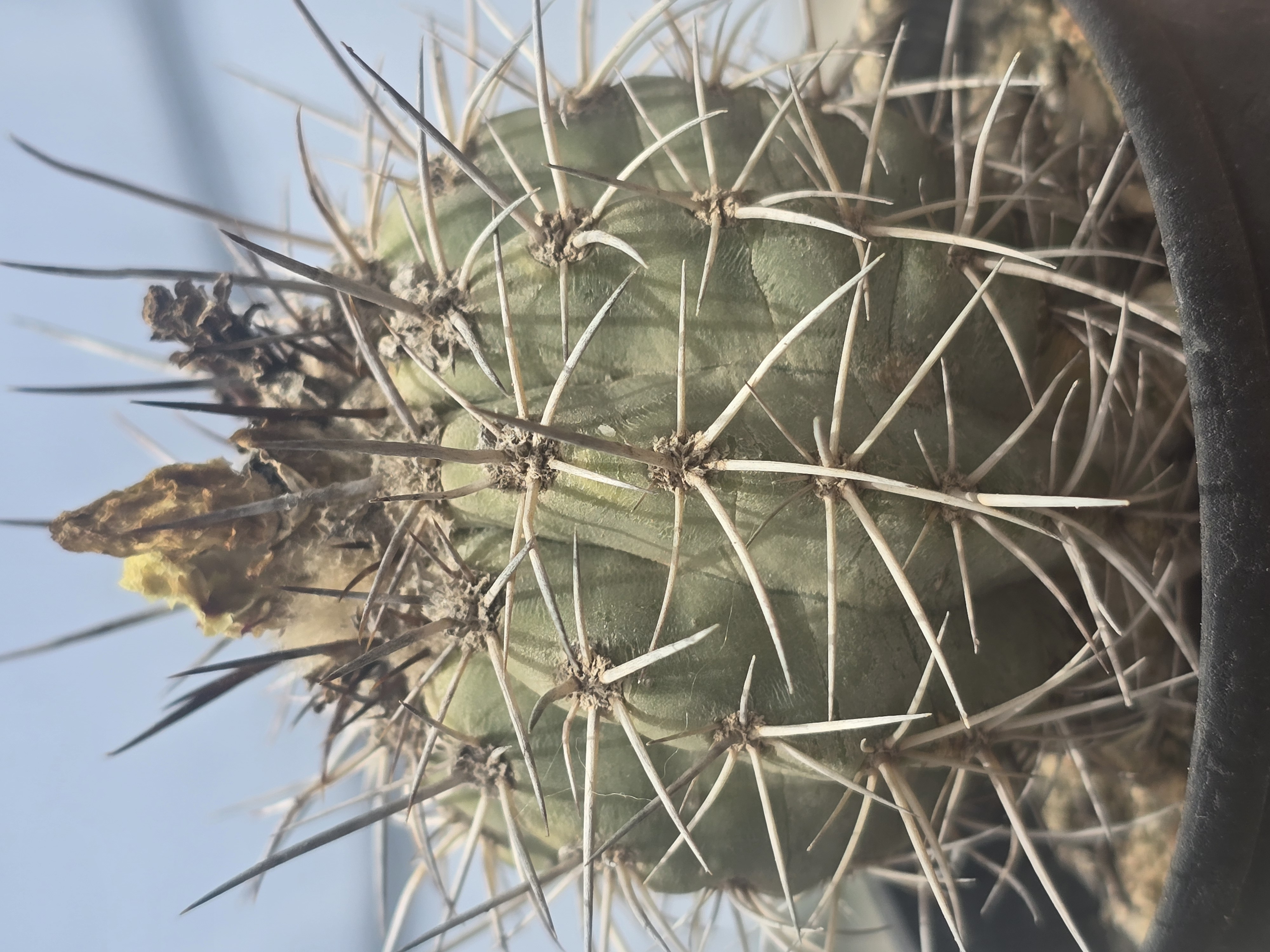 Copiapoa <br>coquimbana alticostata