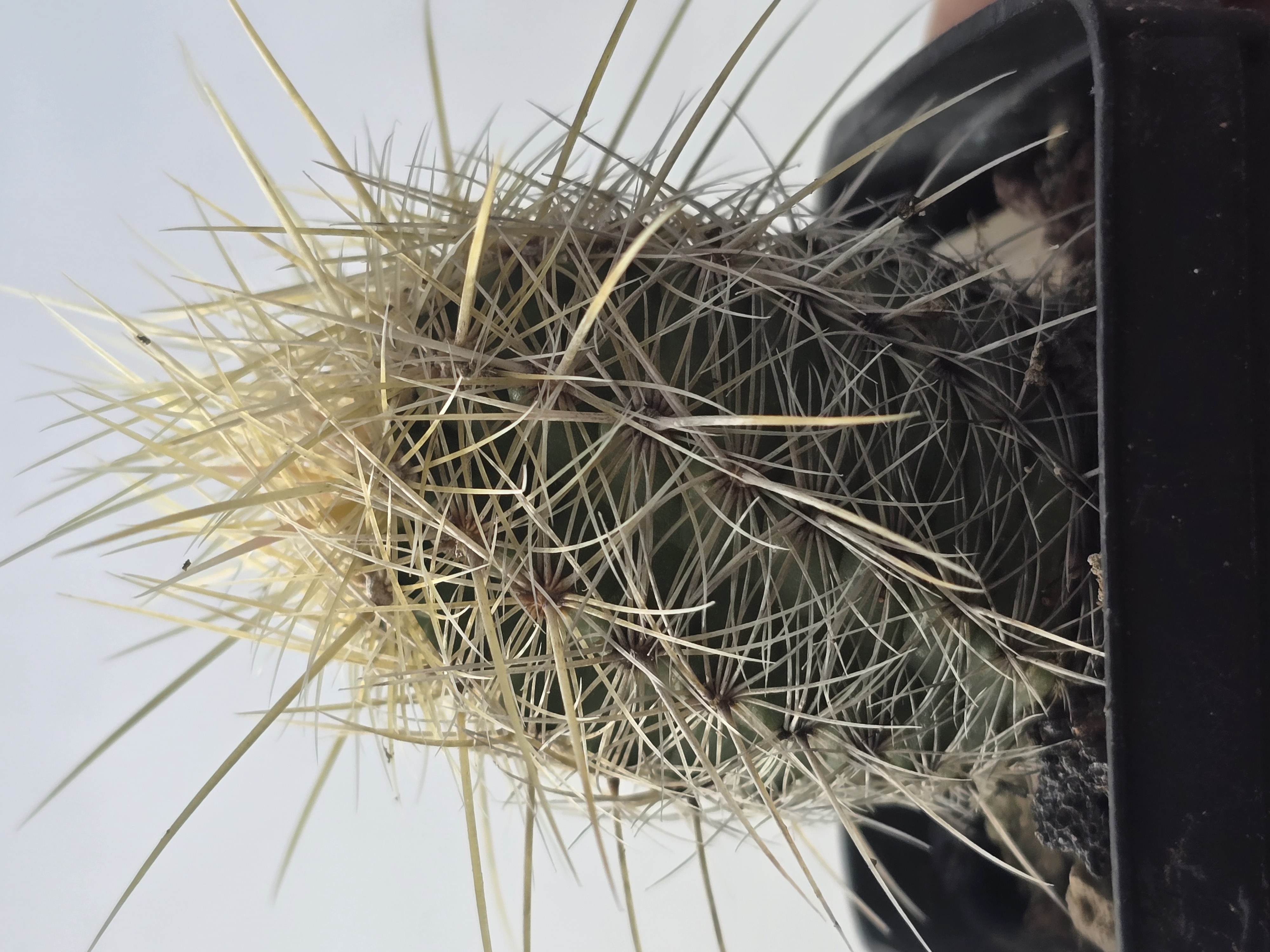 Thelocactus bicolor bolansis