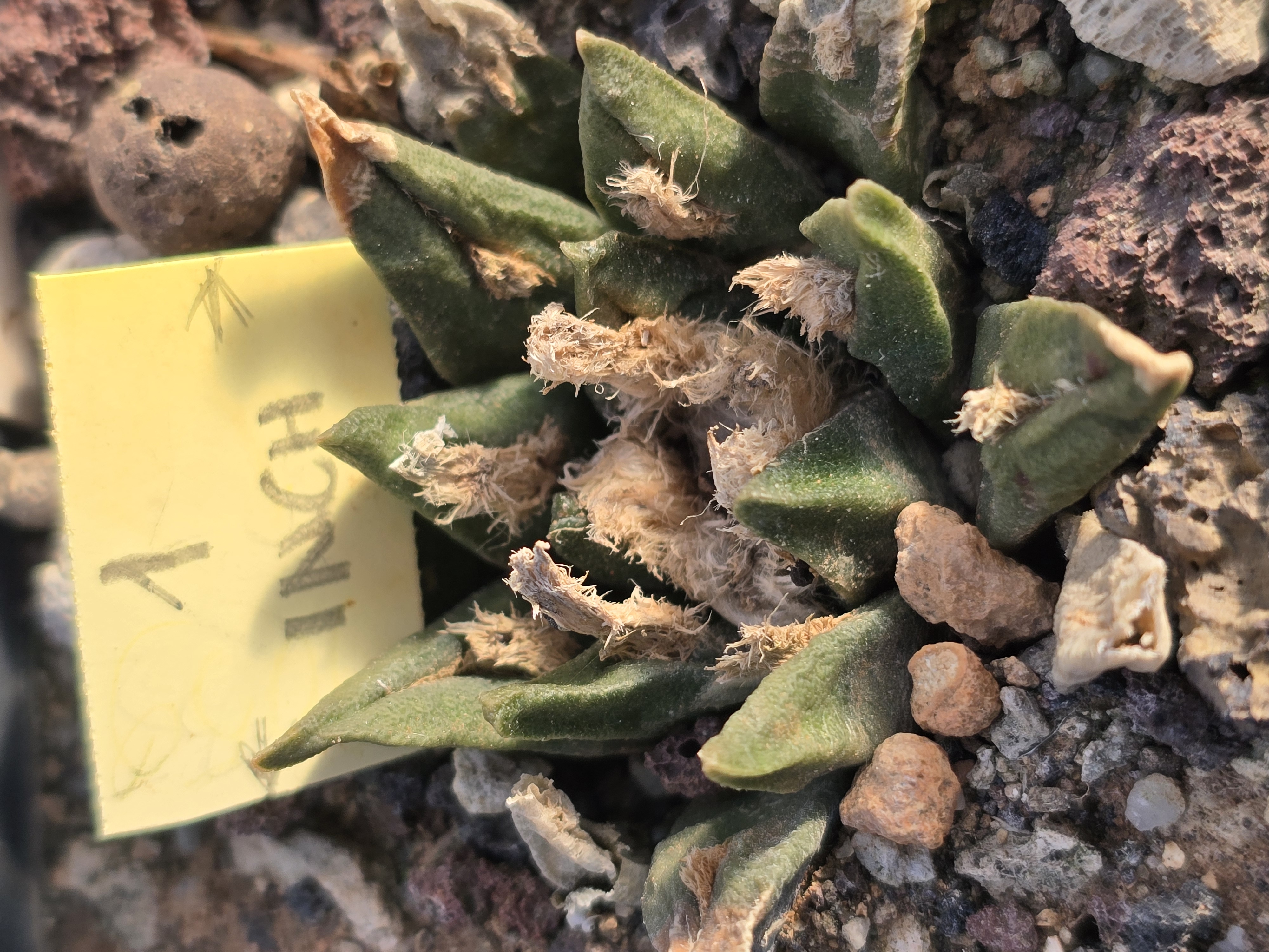 Ariocarpus <br>cv fissuratus x agavoides f2