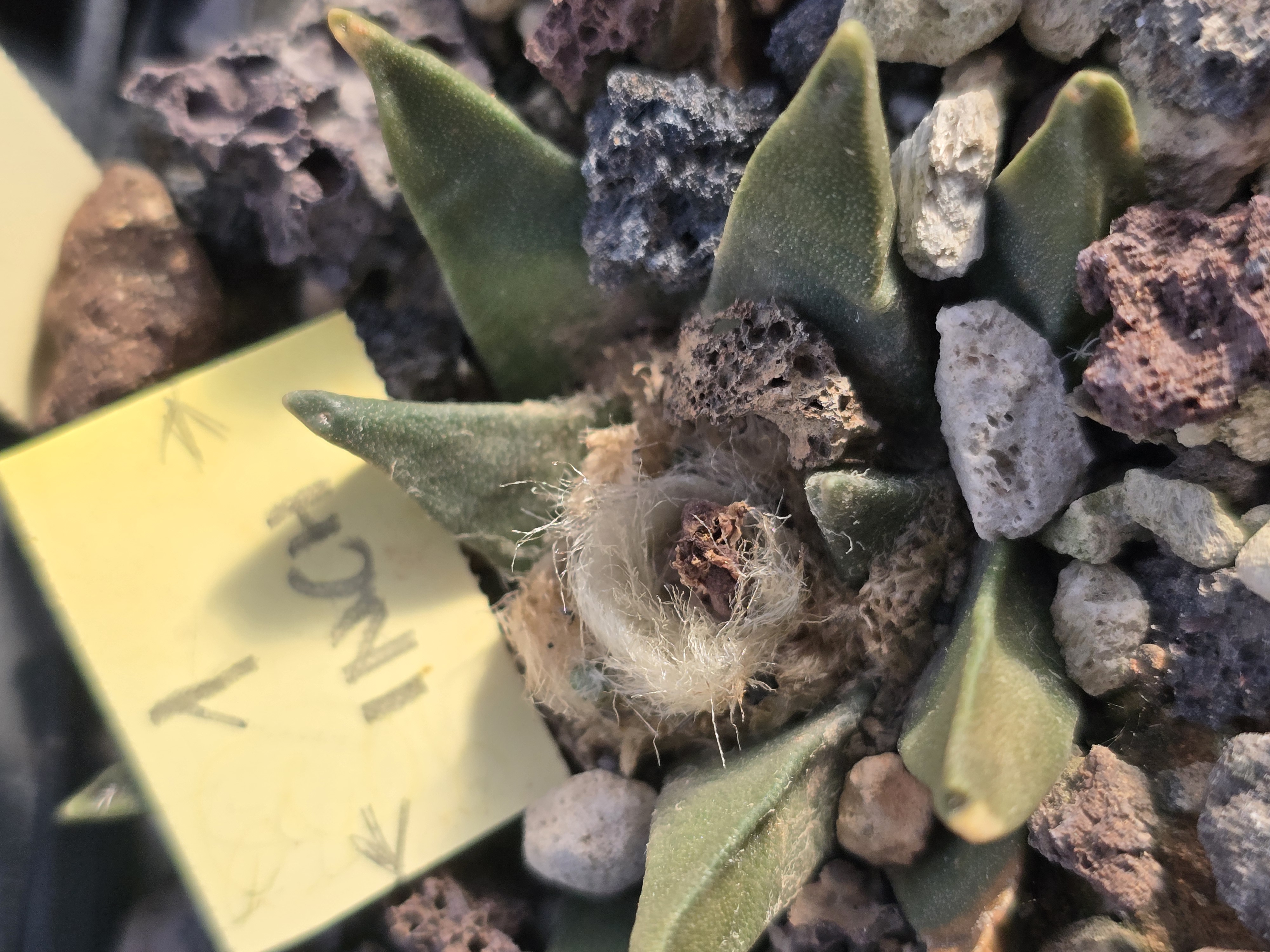 Ariocarpus <br>hybrid agavoides f3 