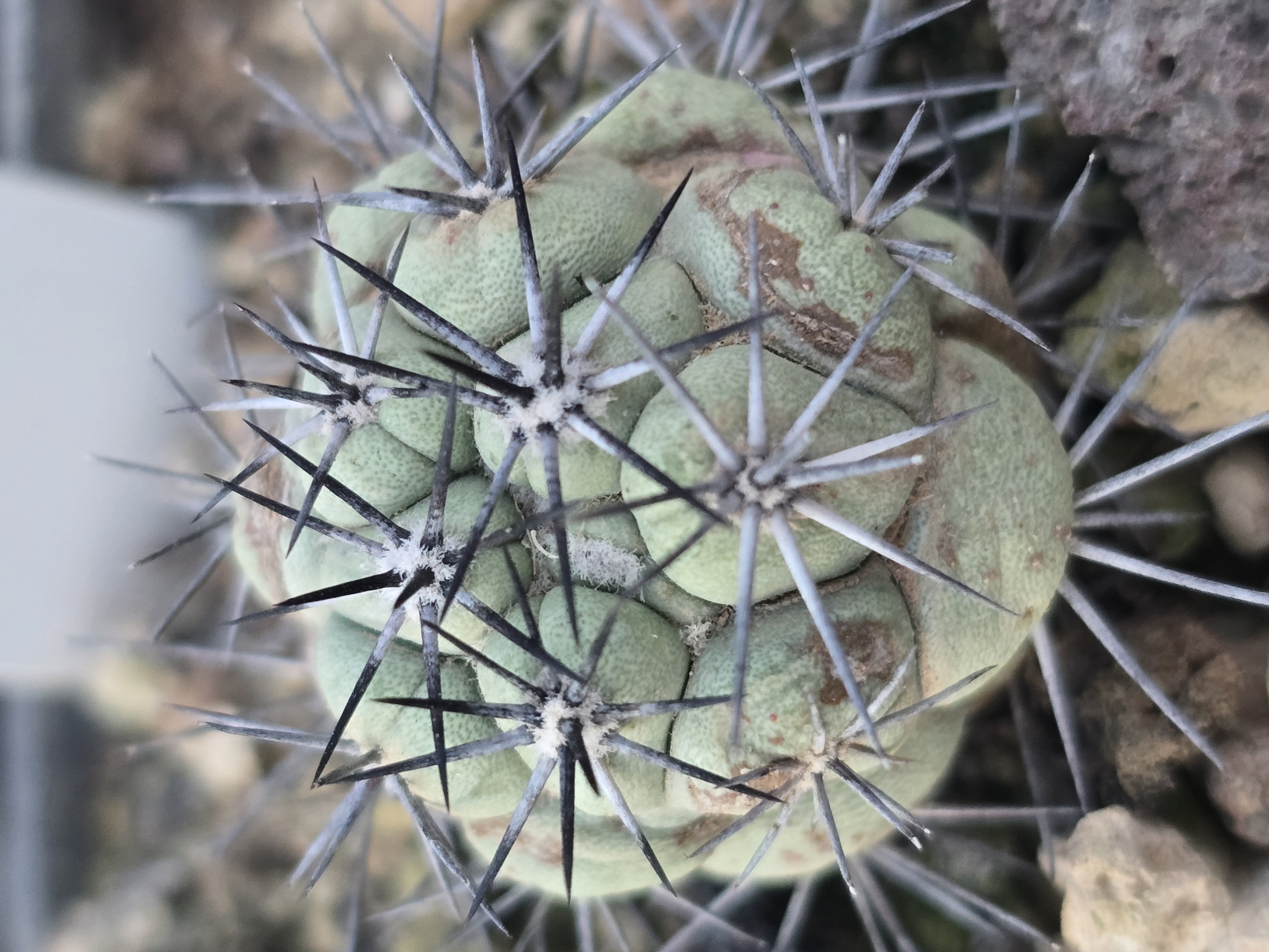 Ortegocactus  macdougallii