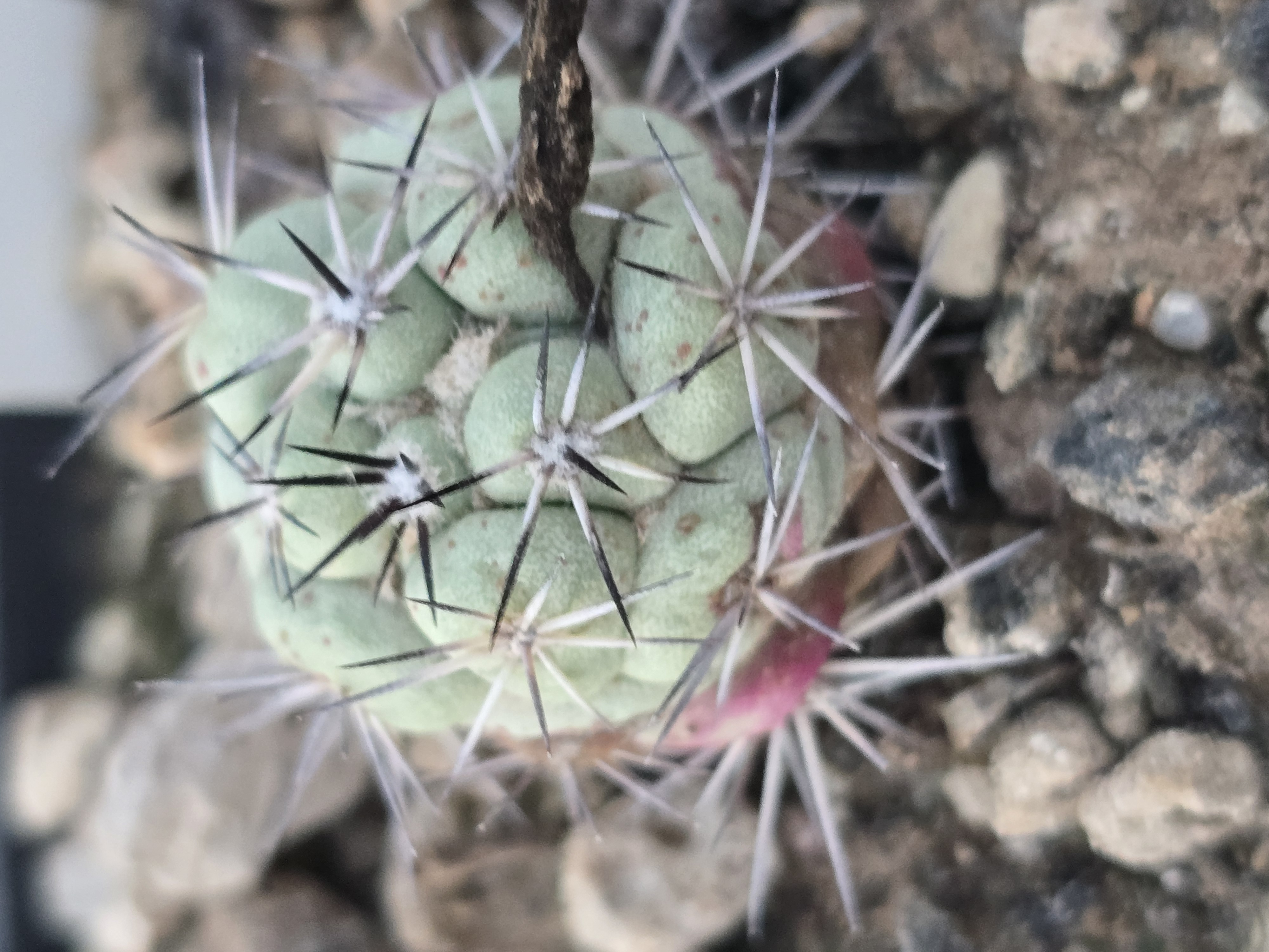 Ortegocactus  <br>macdougallii