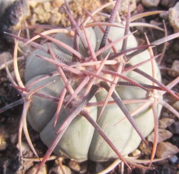 Echinocactus horizonthalonius