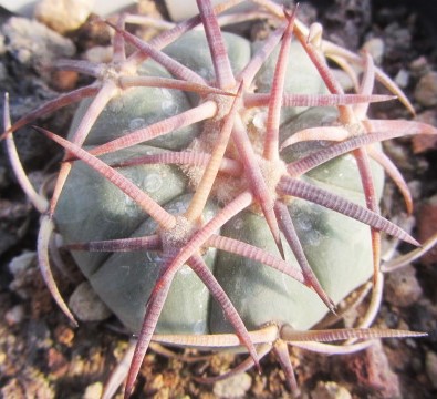 Echinocactus <br>horizonthalonius