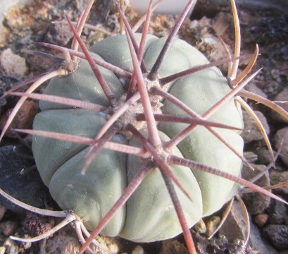 Echinocactus horizonthalonius