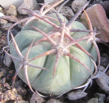 Echinocactus horizonthalonius