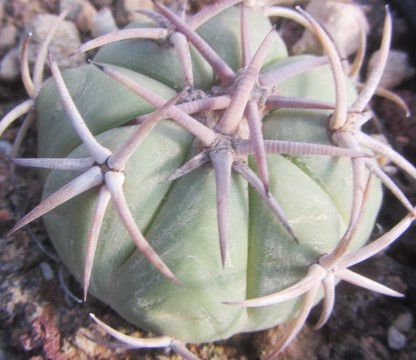 Echinocactus <br>horizonthalonius