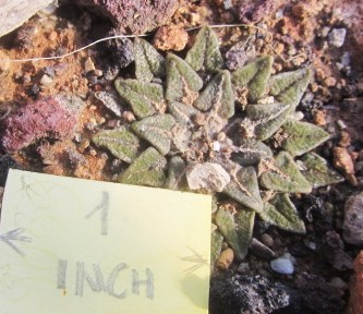 Ariocarpus <br>kotschoubeyanus elephantidens