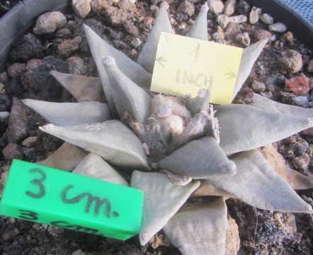 Ariocarpus <br>retusus