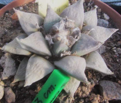 Ariocarpus retusus