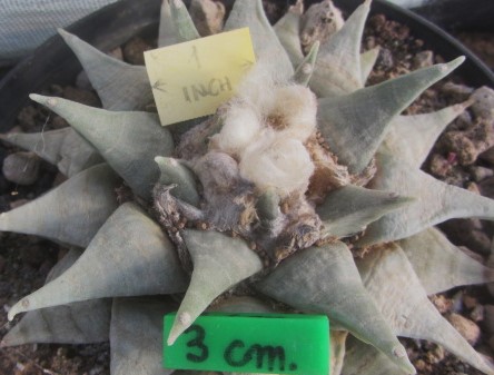 Ariocarpus retusus elongatus