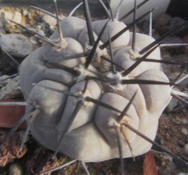 Copiapoa <br>cinerea