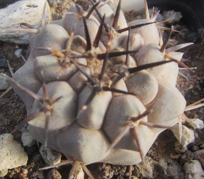 Copiapoa <br>cinerea