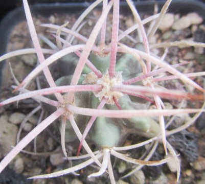 Echinocactus <br>polycephalus