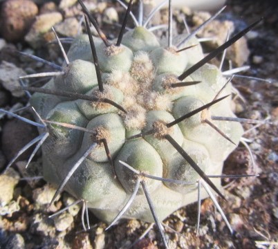 Copiapoa <br>longistaminea