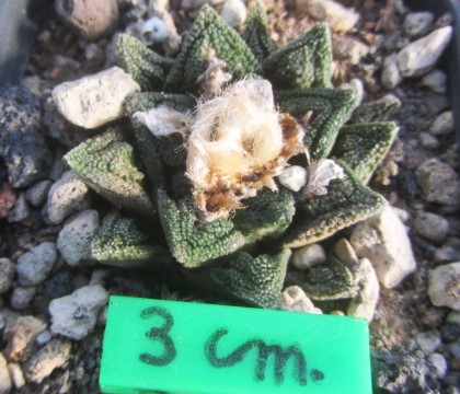 Ariocarpus bravoanus hintoni