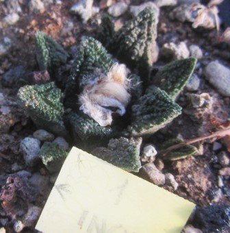 Ariocarpus bravoanus hintoni