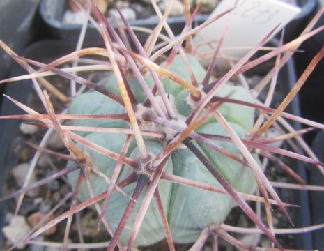 Echinocactus <br>horizonthalonius