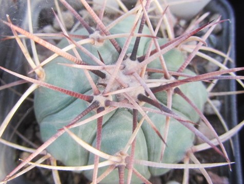 Echinocactus <br>horizonthalonius