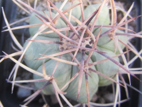 Echinocactus horizonthalonius