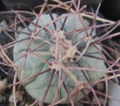 Echinocactus <br>horizonthalonius