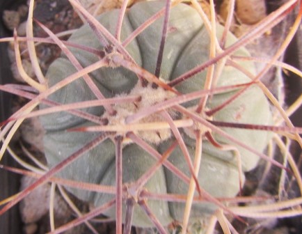 Echinocactus <br>horizonthalonius