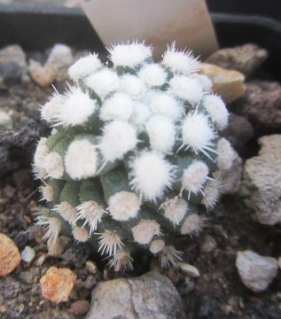 Mammillaria <br>cv 