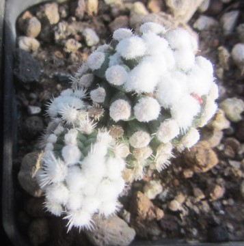 Mammillaria <br>cv 