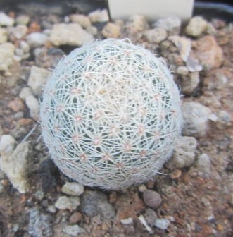 Coryphantha werdermanni