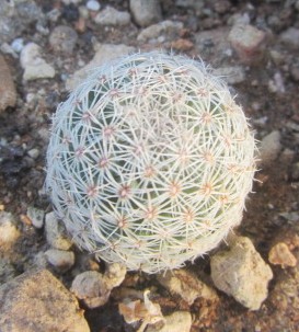 Coryphantha <br>werdermanni