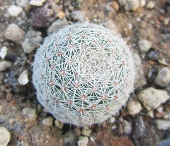 Coryphantha <br>werdermanii