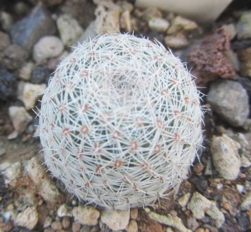 Coryphantha werdermanni