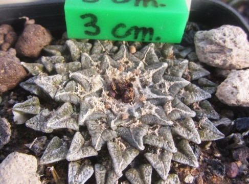 Ariocarpus <br>kotschoubeyanus elephantidens