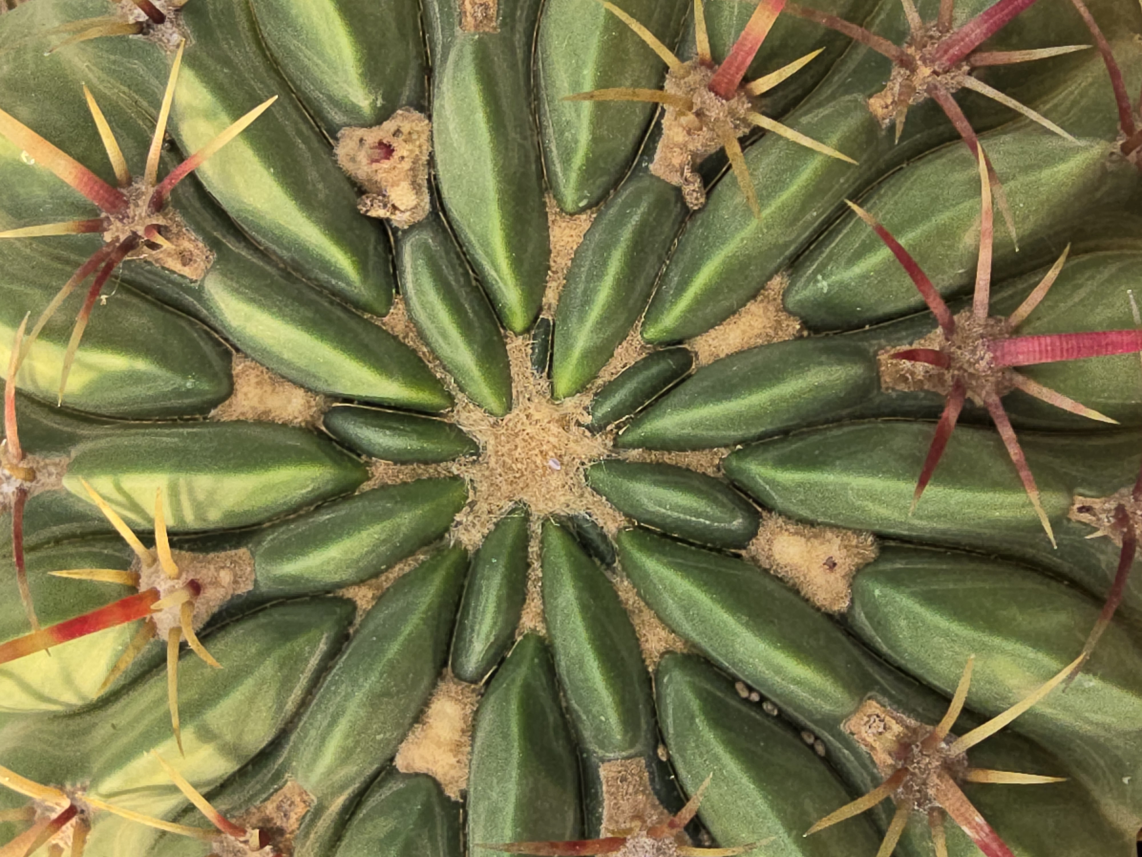 Ferocactus macrodiscus