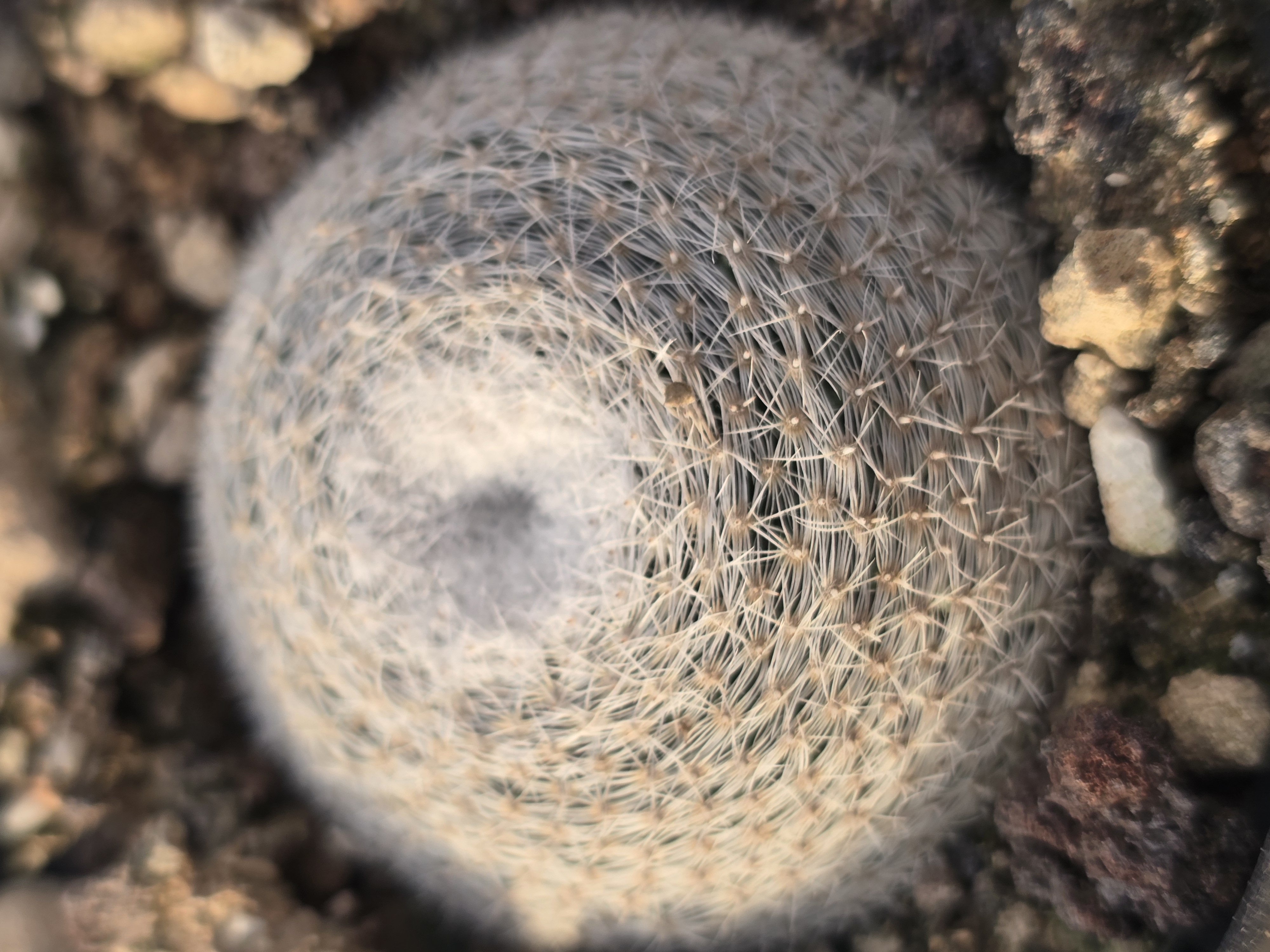 Mammillaria microthele