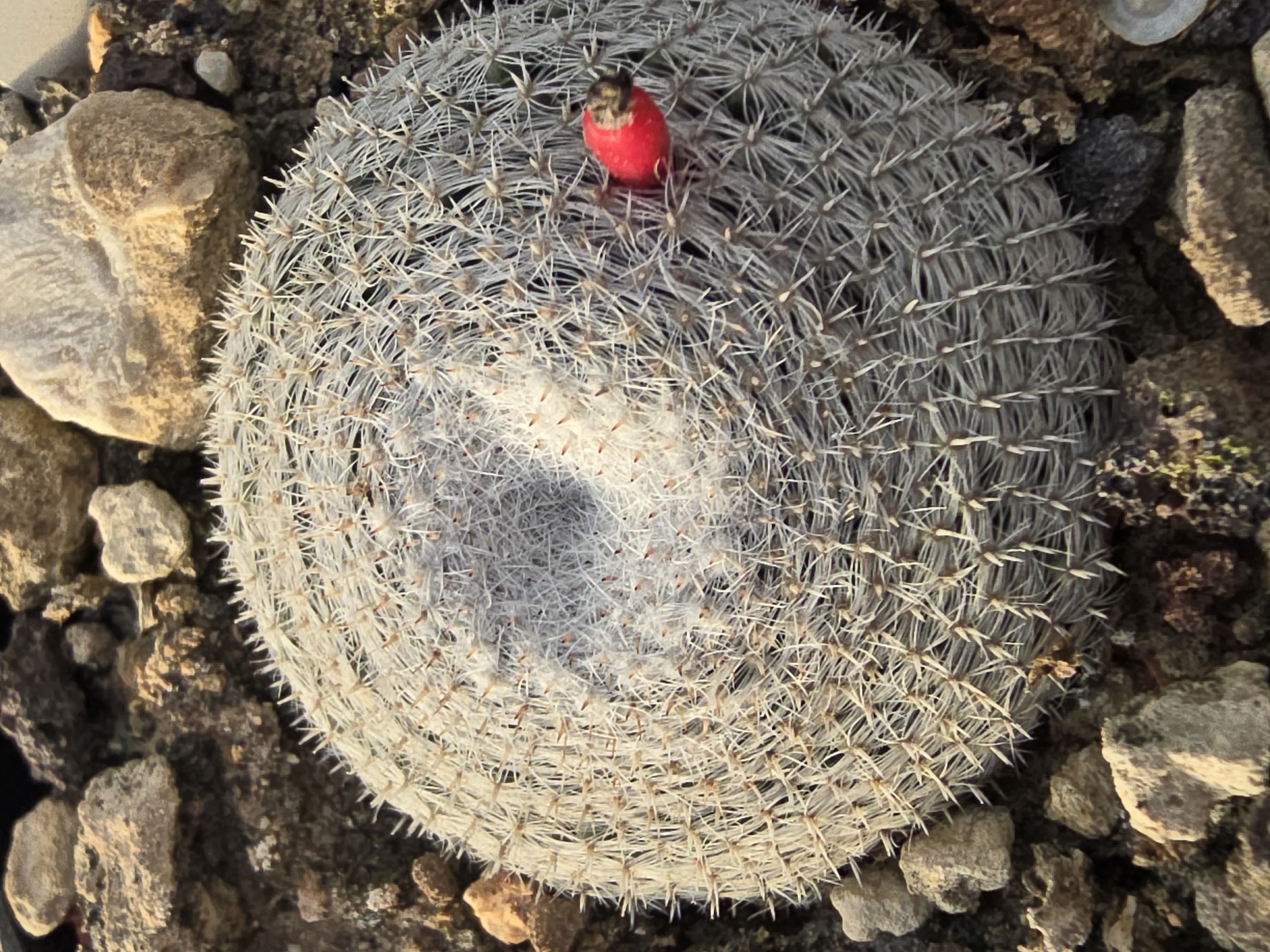 Mammillaria <br>microthele