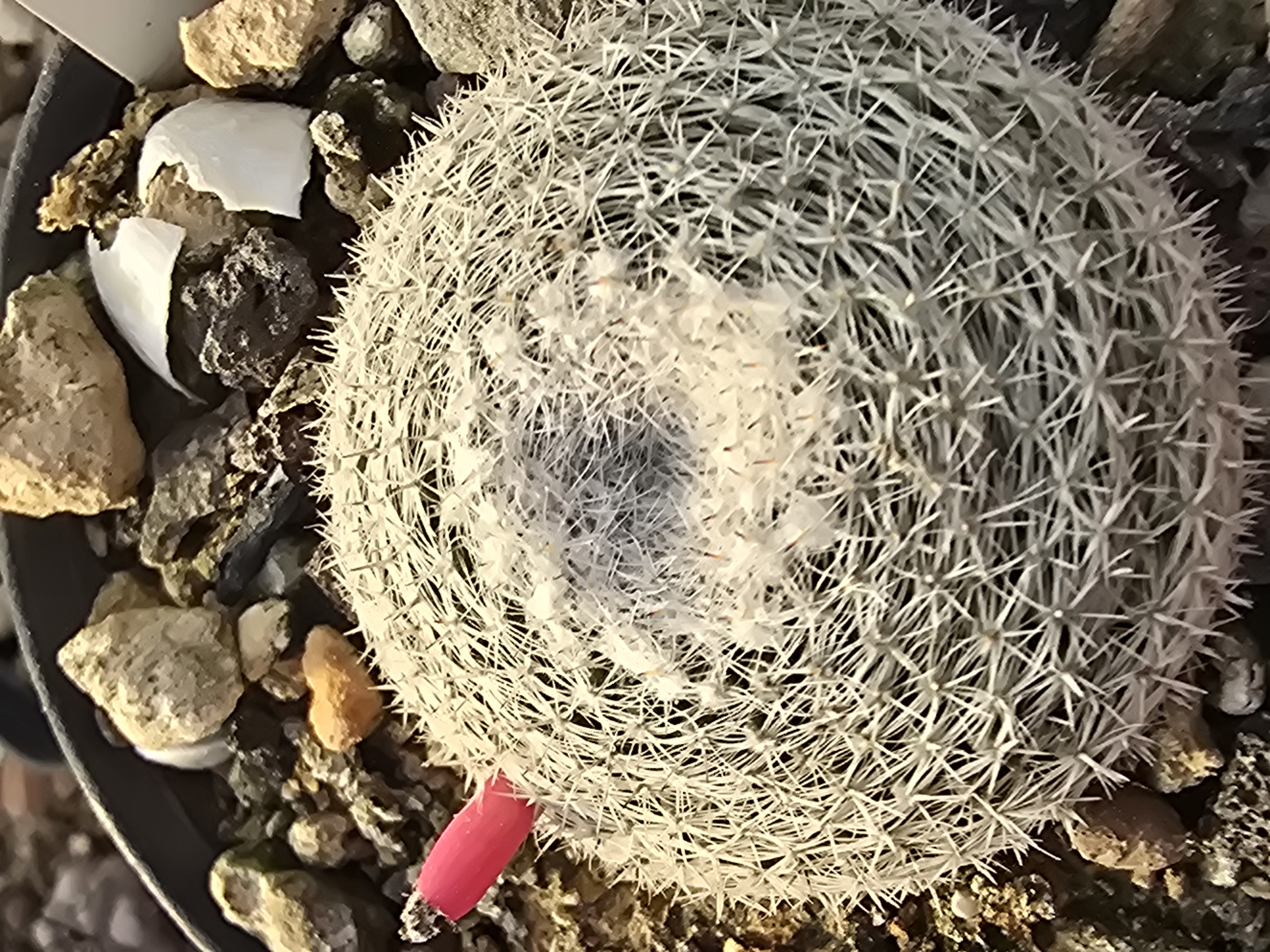 Mammillaria <br>microthele