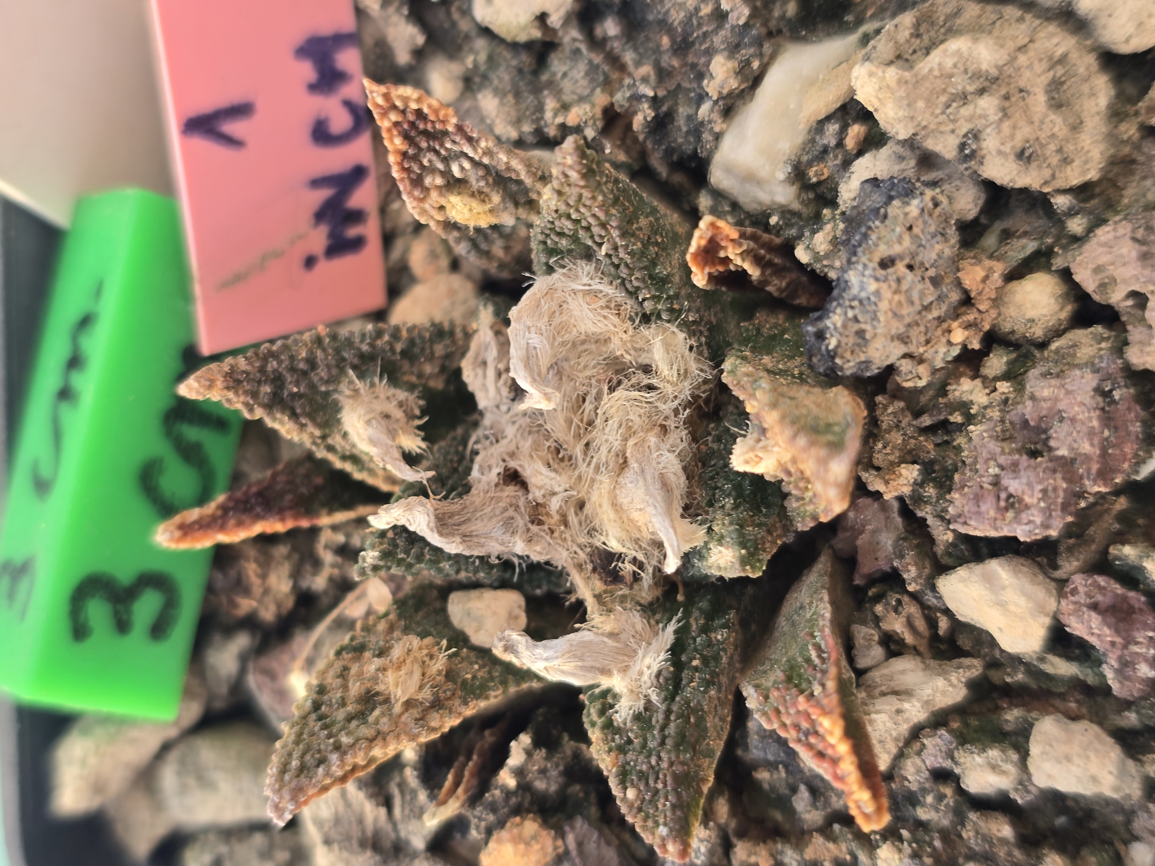 Ariocarpus <br>bravoanus