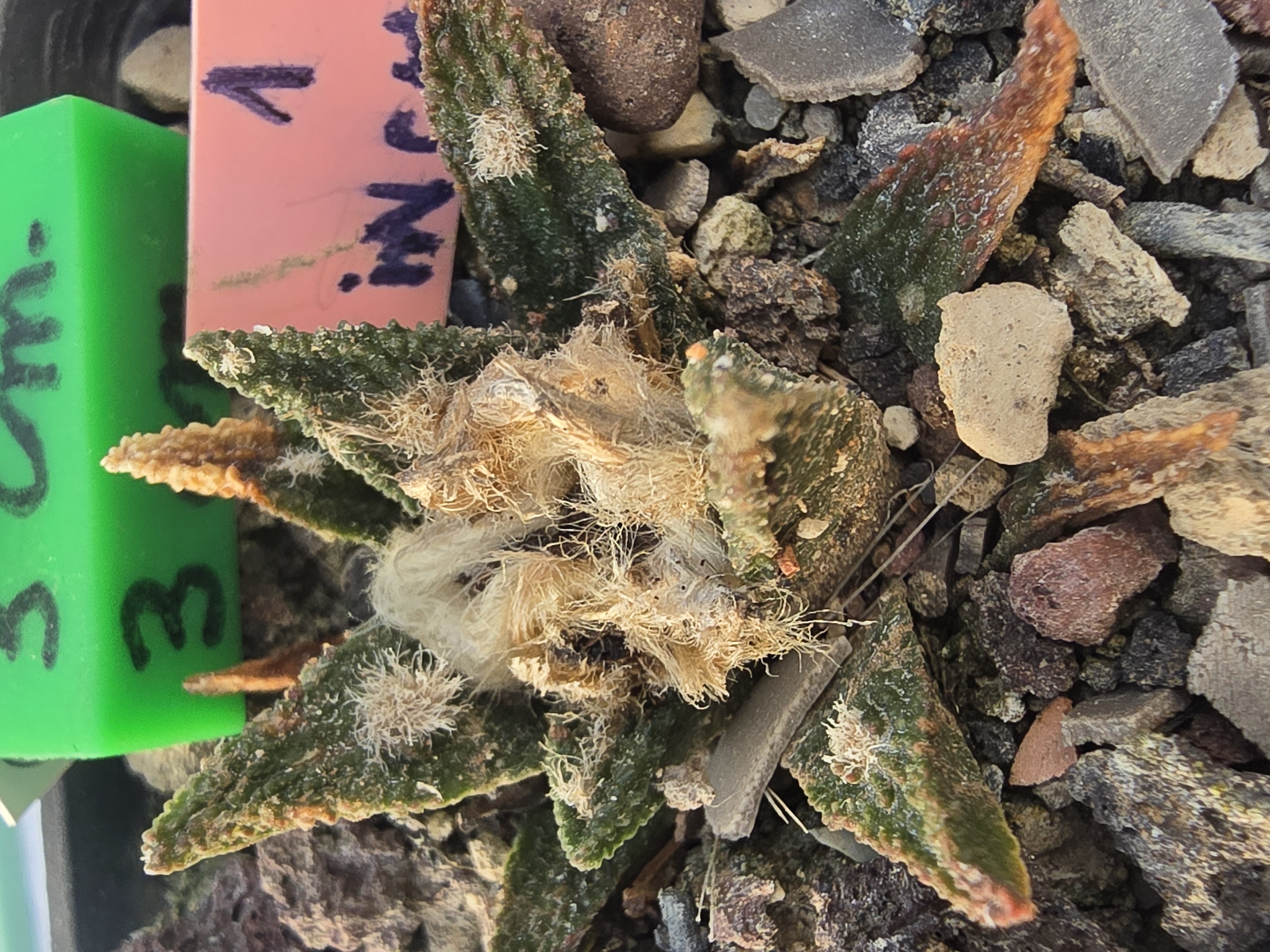 Ariocarpus <br>bravoanus