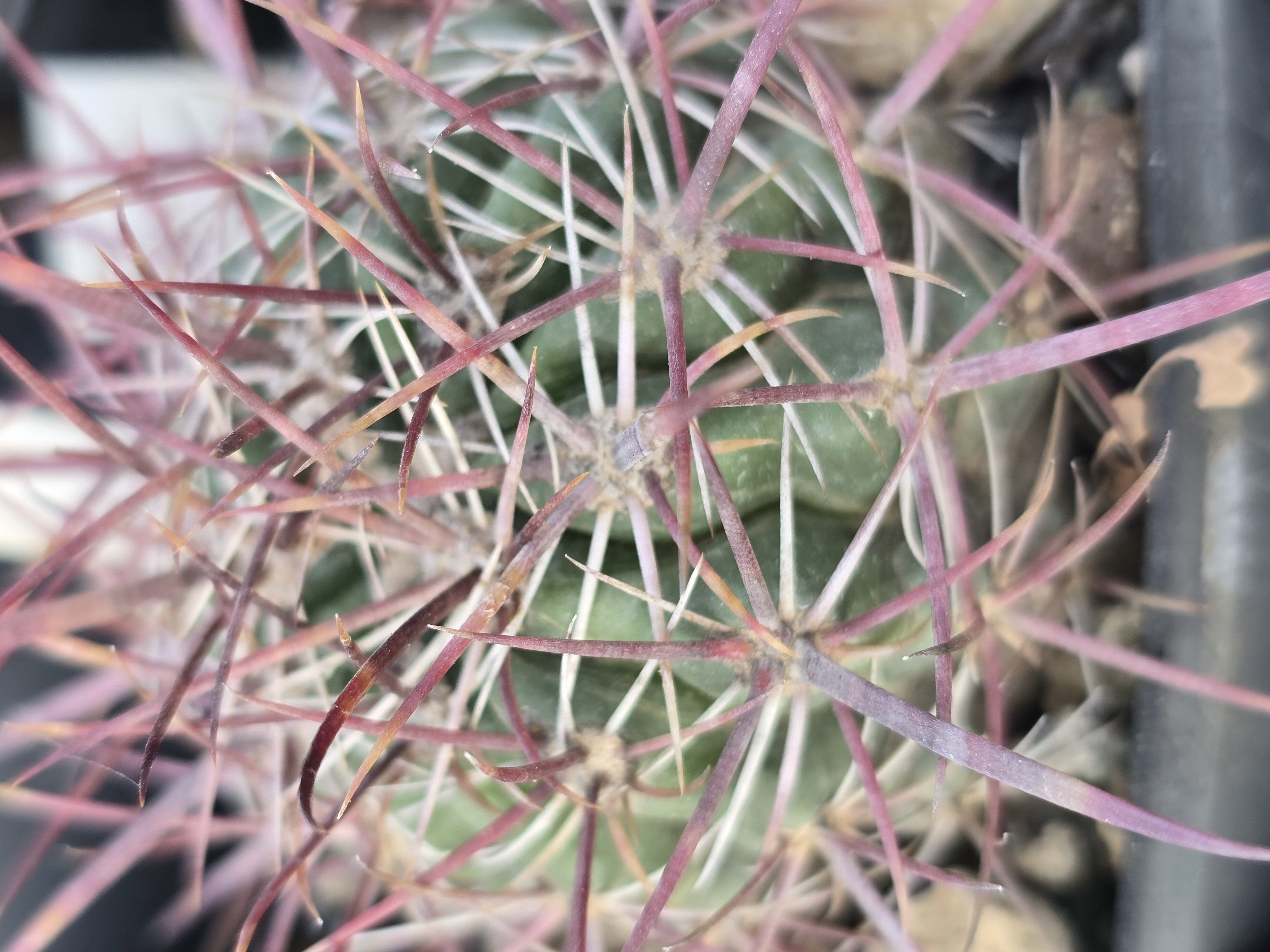 Ferocactus <br>sp. viridescens?