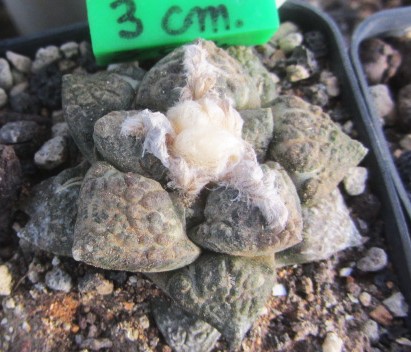 Ariocarpus fissuratus lloydii