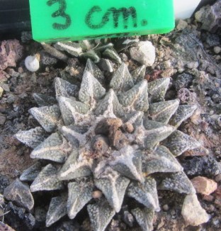 Ariocarpus kotschoubeyanus elephantidens