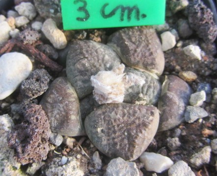 Ariocarpus <br>fissuratus lloydii