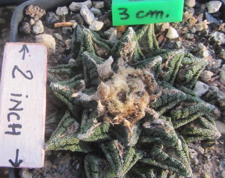 Ariocarpus <br>bravoanus hintoni