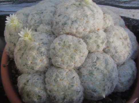 Mammillaria plumosa