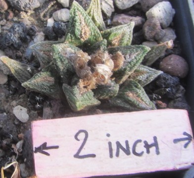 Ariocarpus <br>bravoanus